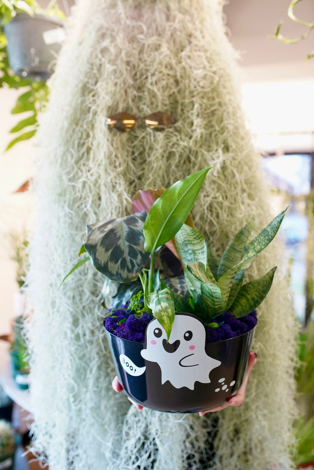 Spooky Bundle Box - 3 Spooky Plants