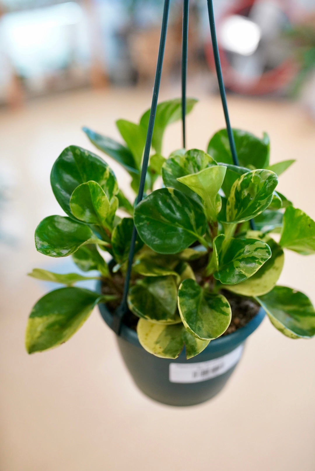 Peperomia Obtusifolia 'marble'