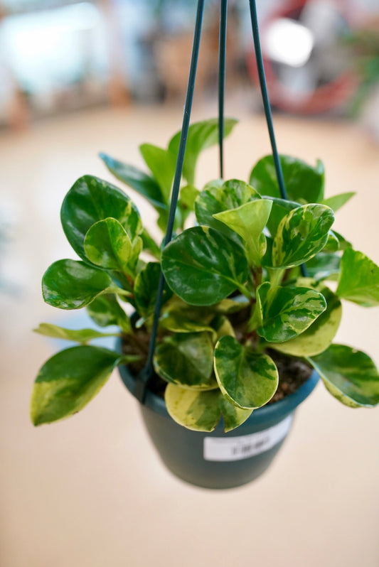 Peperomia Obtusifolia 'marble'