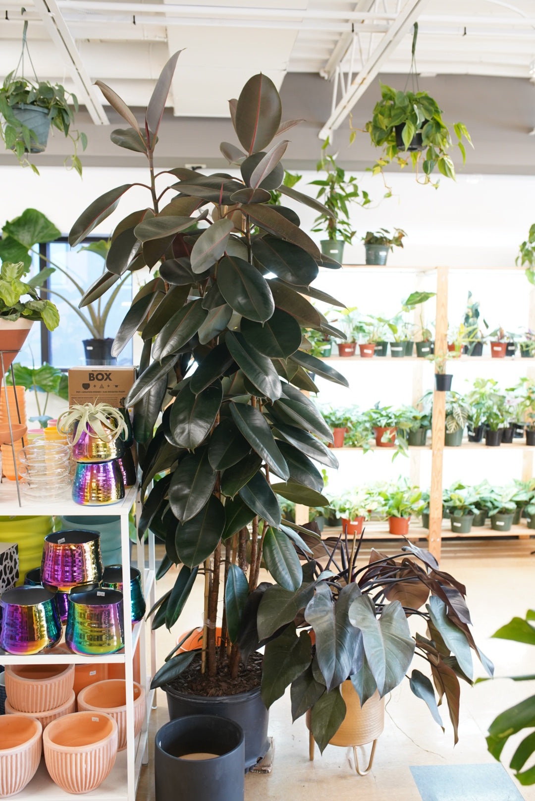 Ficus Elastica 'Burgandy' - Rubber Plant