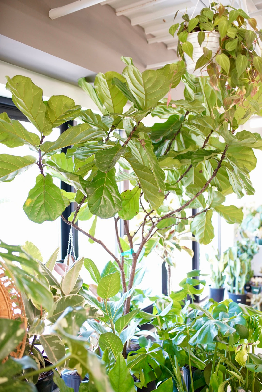 column fiddle leaf fig Ficus lyrata 'Fiddle Leaf Fig' – Ruby Flora Plant Shop