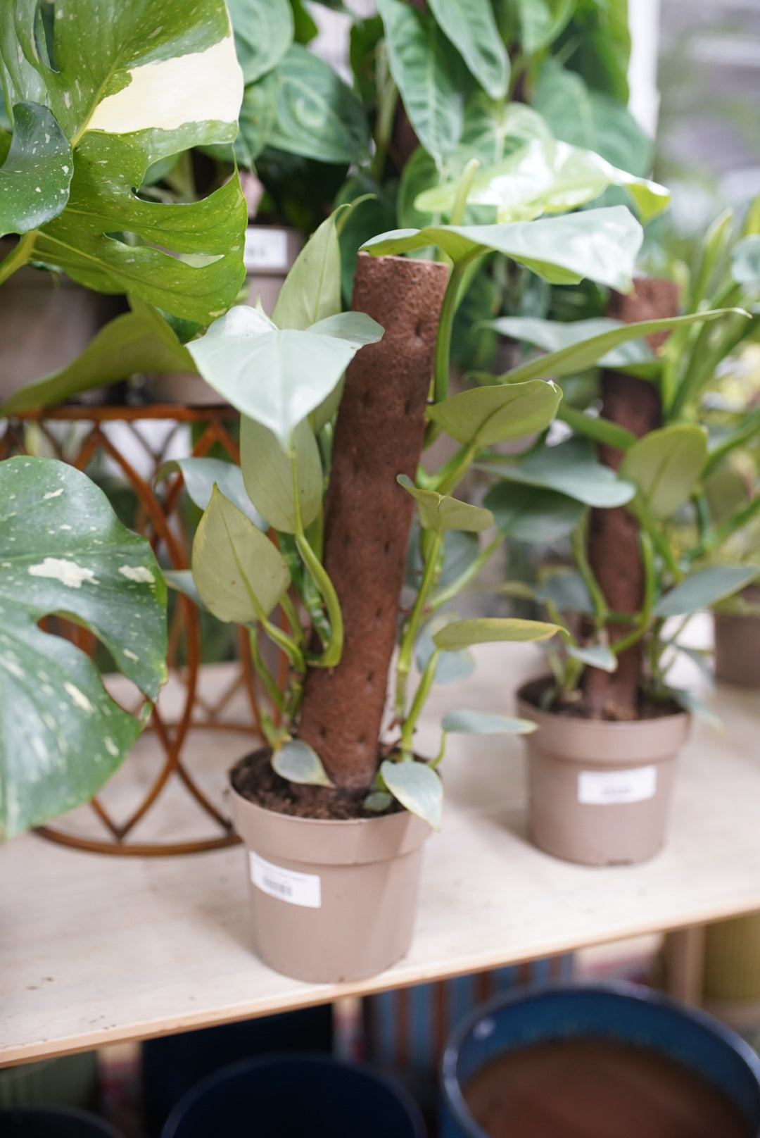 Philodendron Silver Sword