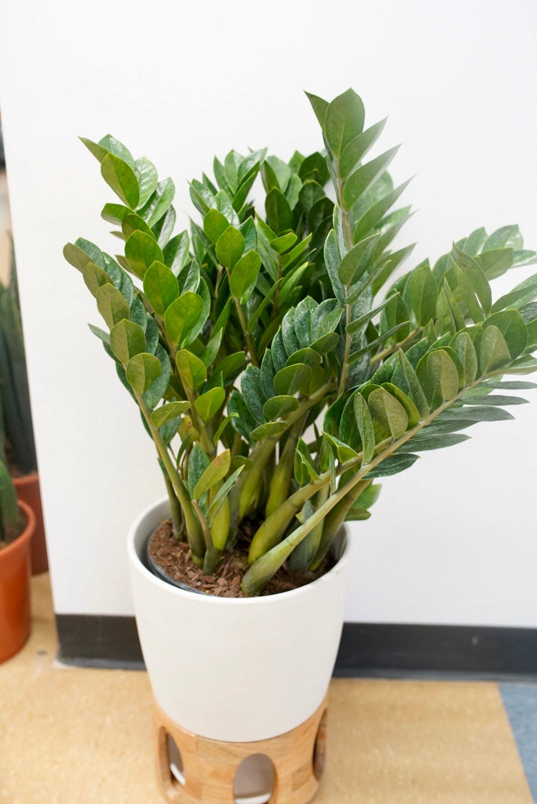 ruby zz plant Zamioculcas Zamiifolia ´zz´