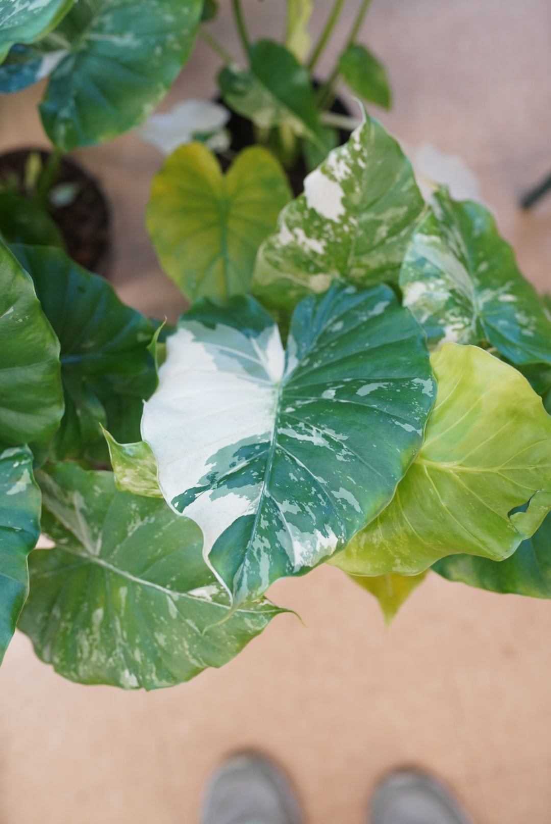 Close-up of a variegated tropical plant with large green and white leaves, photographed from above on a tan floor with part of a person's shoe visible at the left edge.