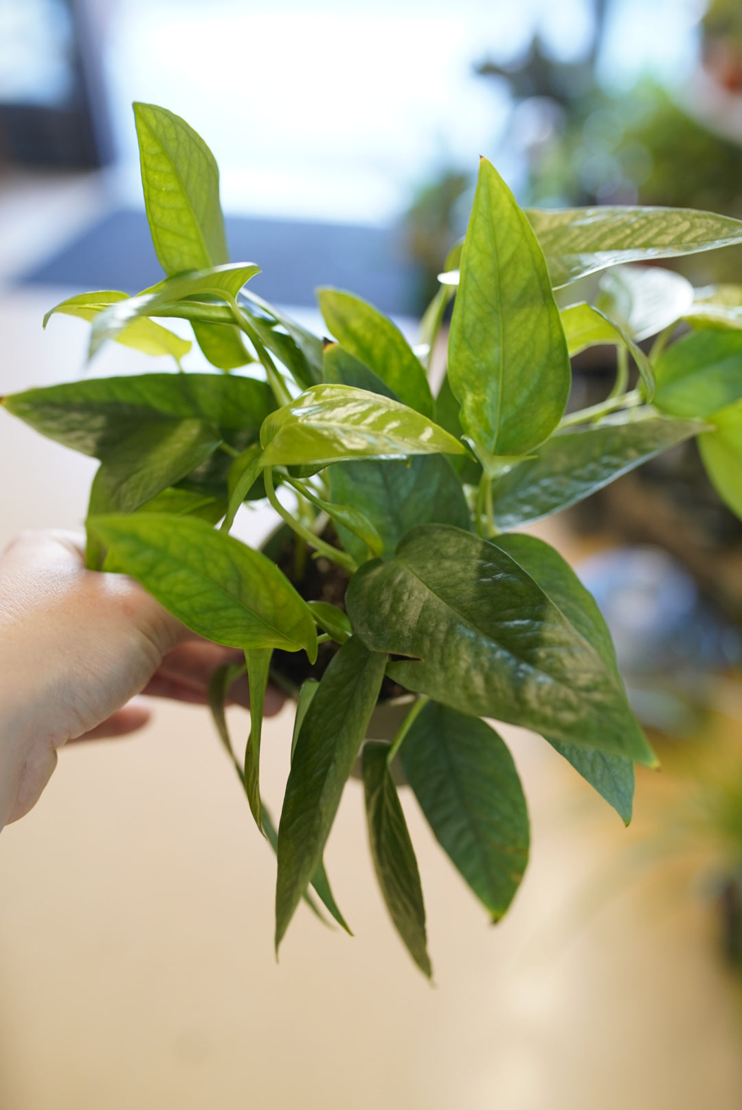 Cebu Blue Pothos | Epipremnum pinnatum