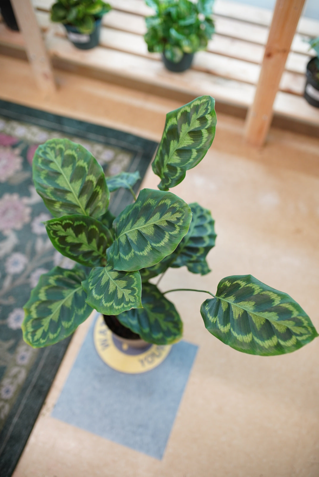 Calathea 'Bicajoux Gecko'