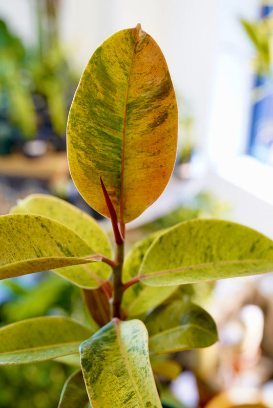 Ficus Moonshine Variegata "Shivereana"