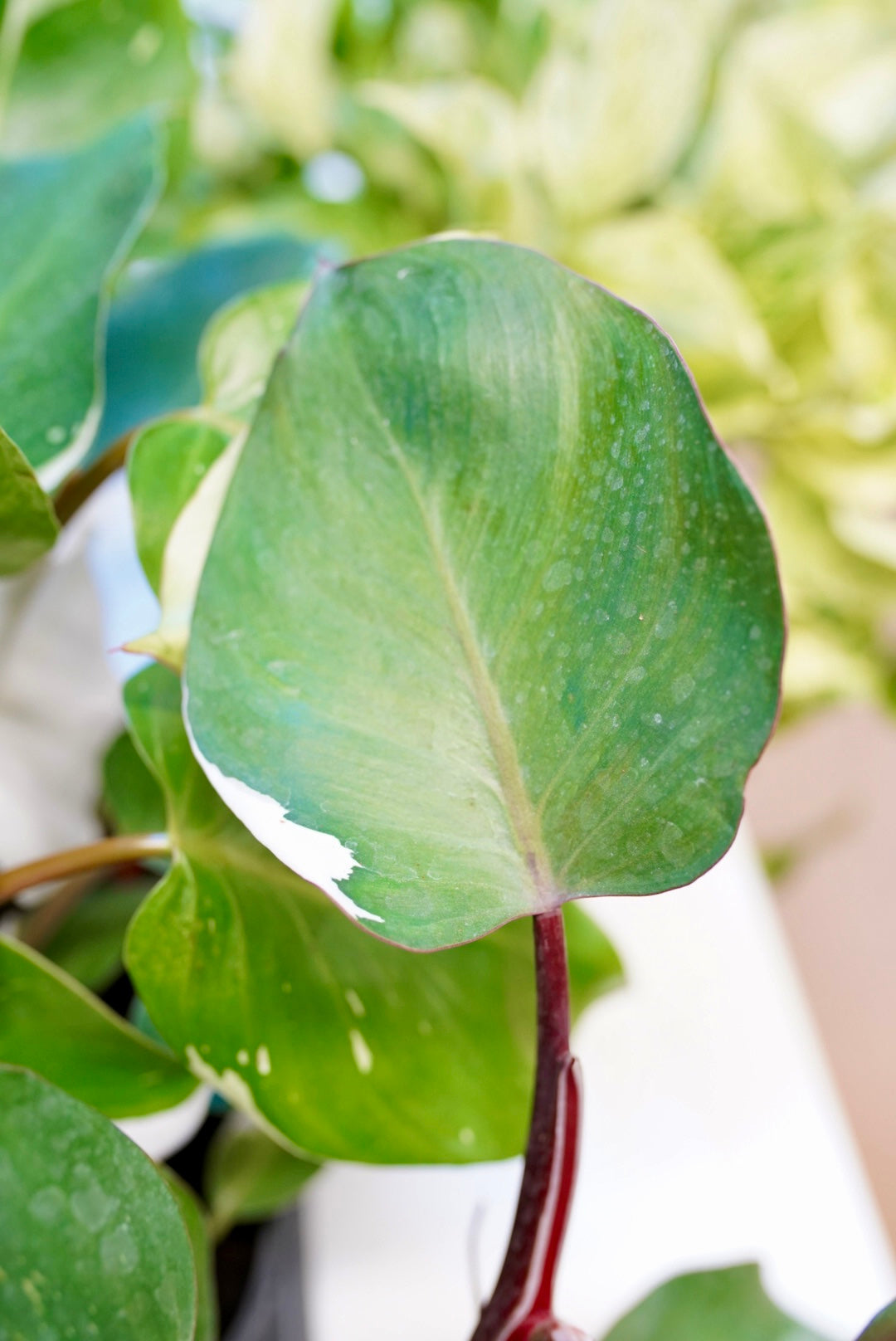 Philodendron White Knight