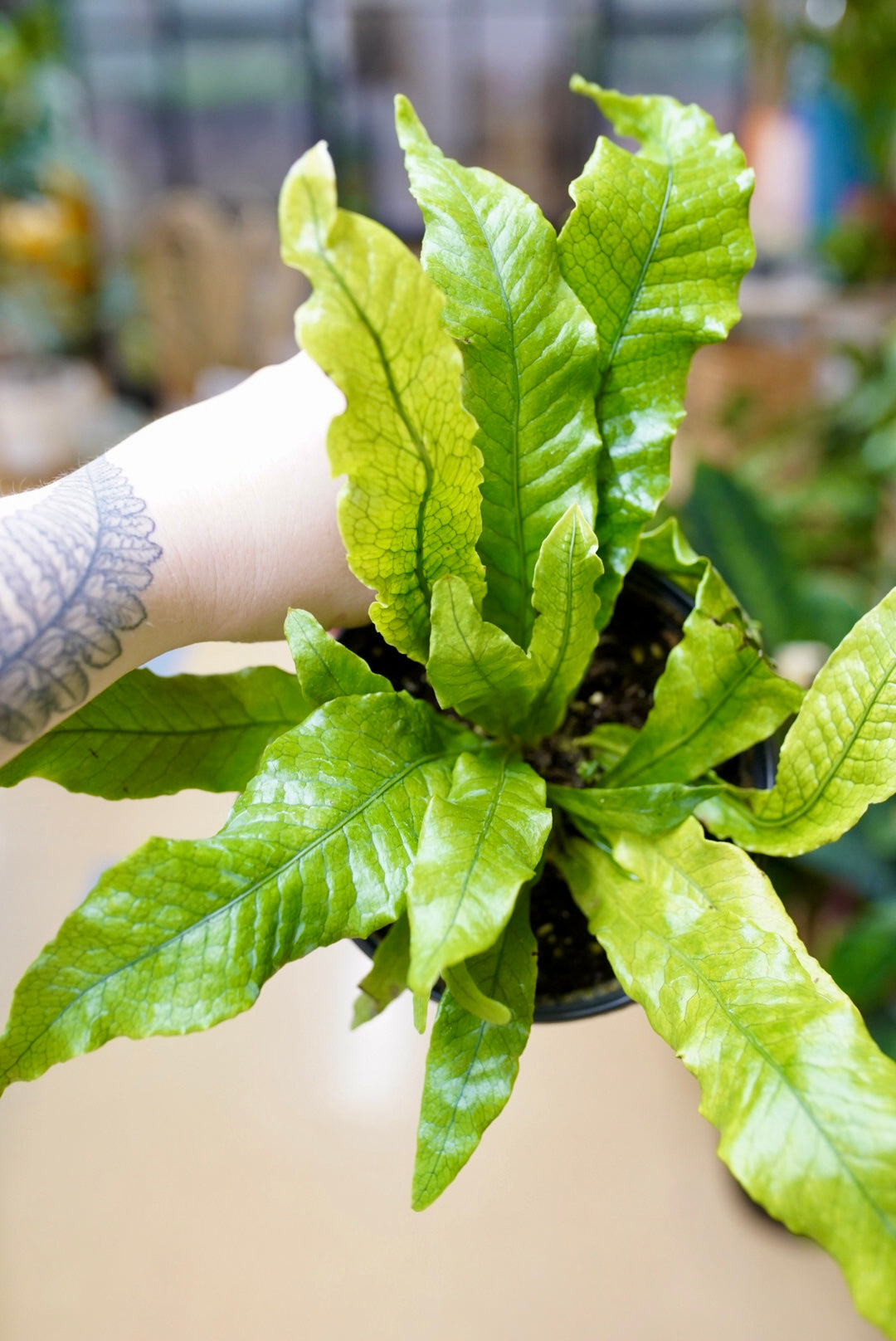 Crocodile Fern