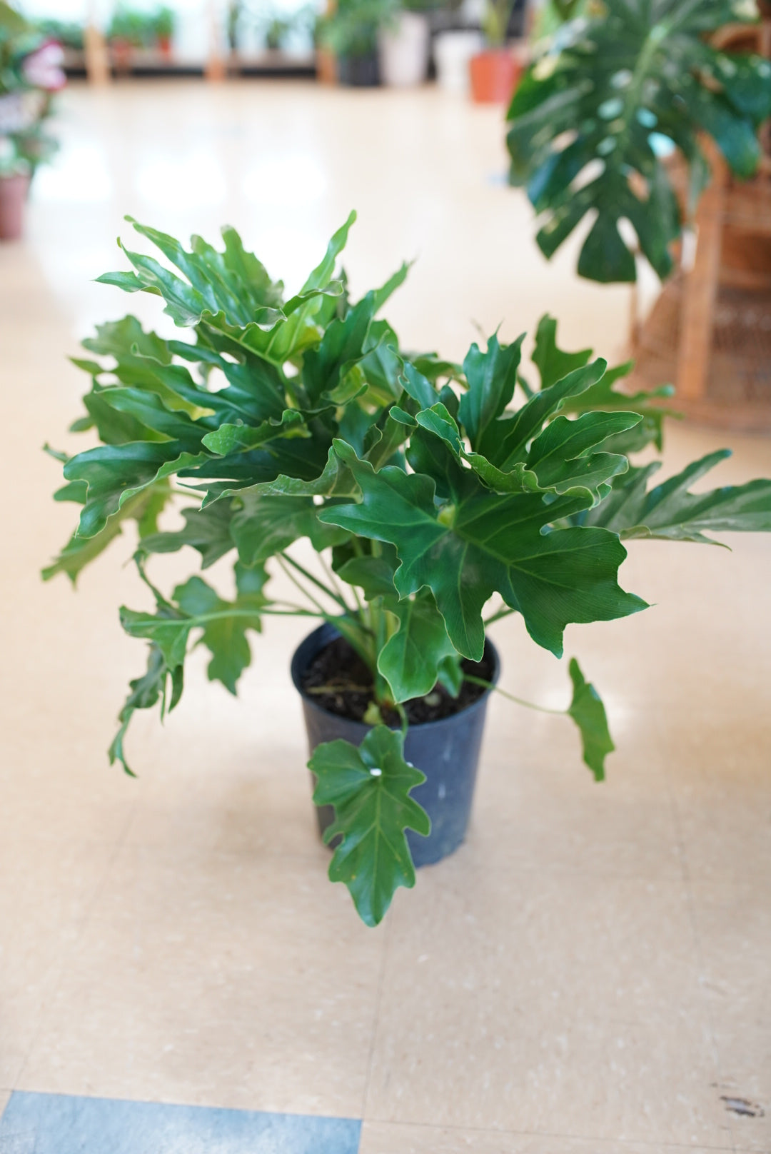 hope philodendron indoor Philodendron Selloum Hope
