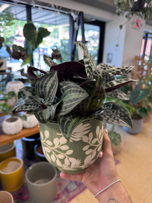 Green Textured Leaves Planter