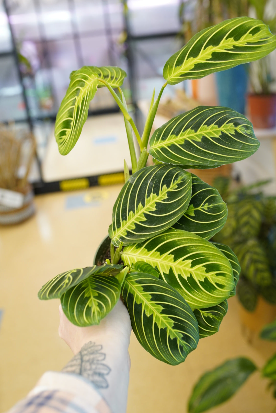 Lemon Lime Maranta