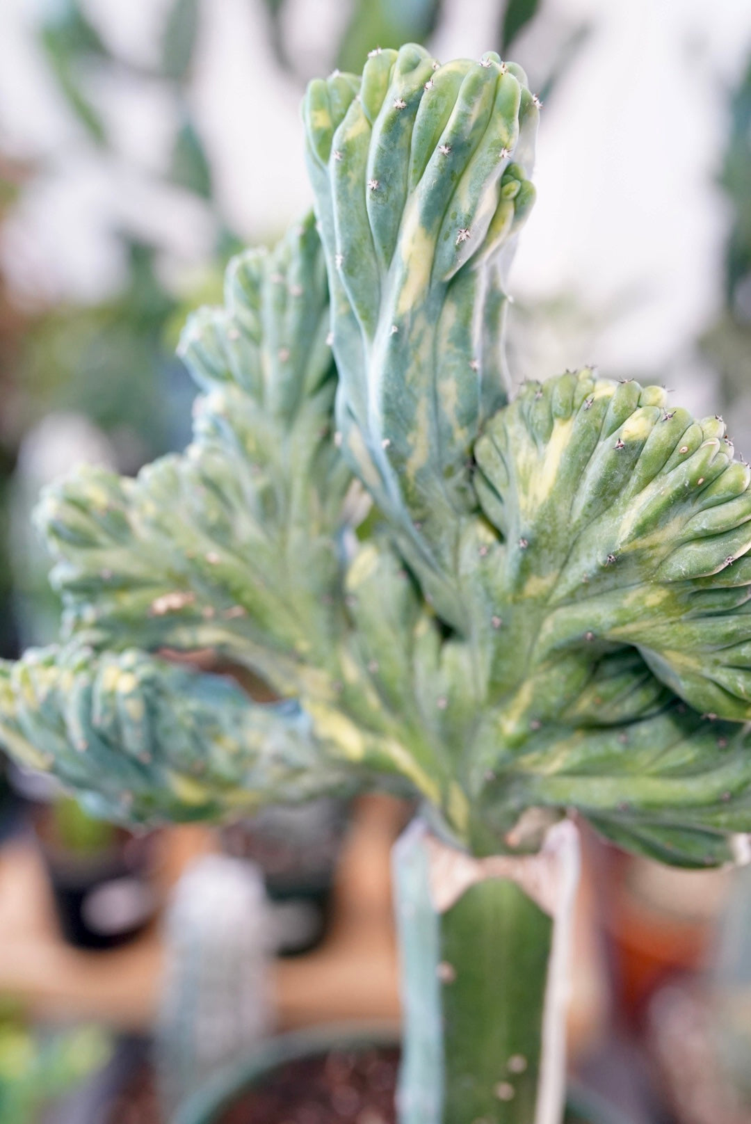 Blue Myrtle Crested Cactus