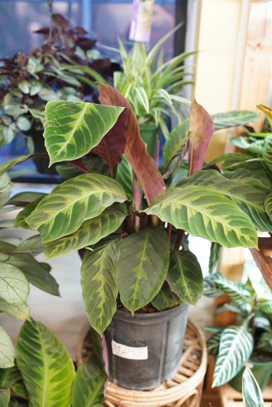 Calathea Warscewiczii 'Jungle Velvet'