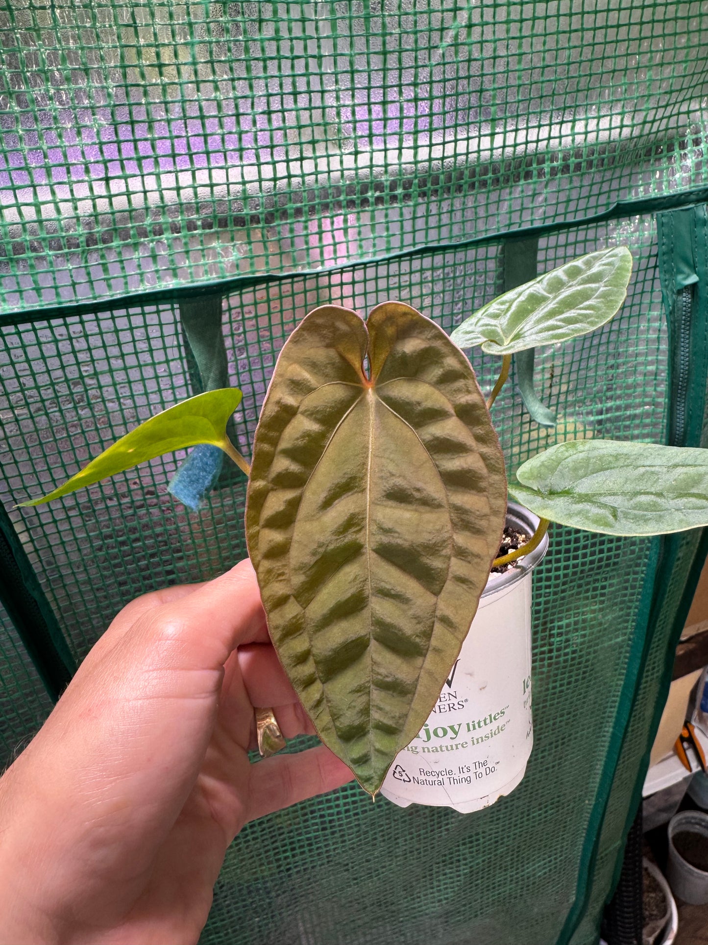 Anthurium Papillilaminum X Dressleri