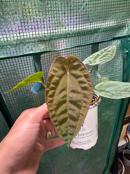 Anthurium Papillilaminum X Dressleri