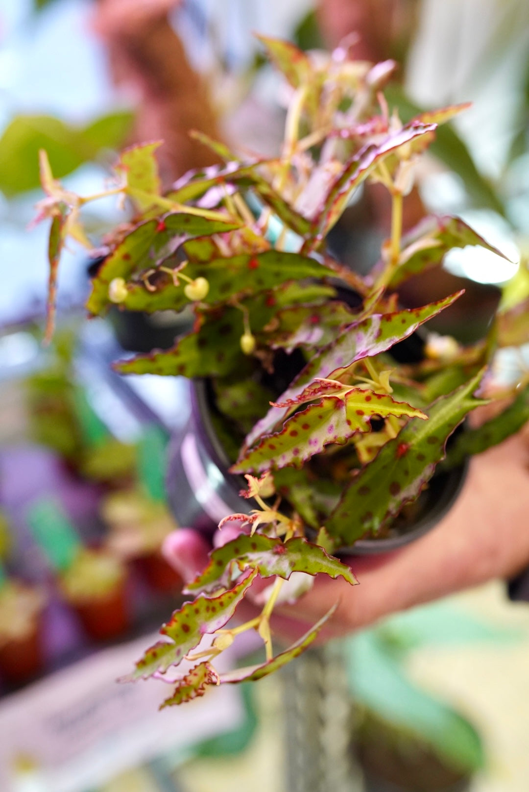 Begonia amphioxus