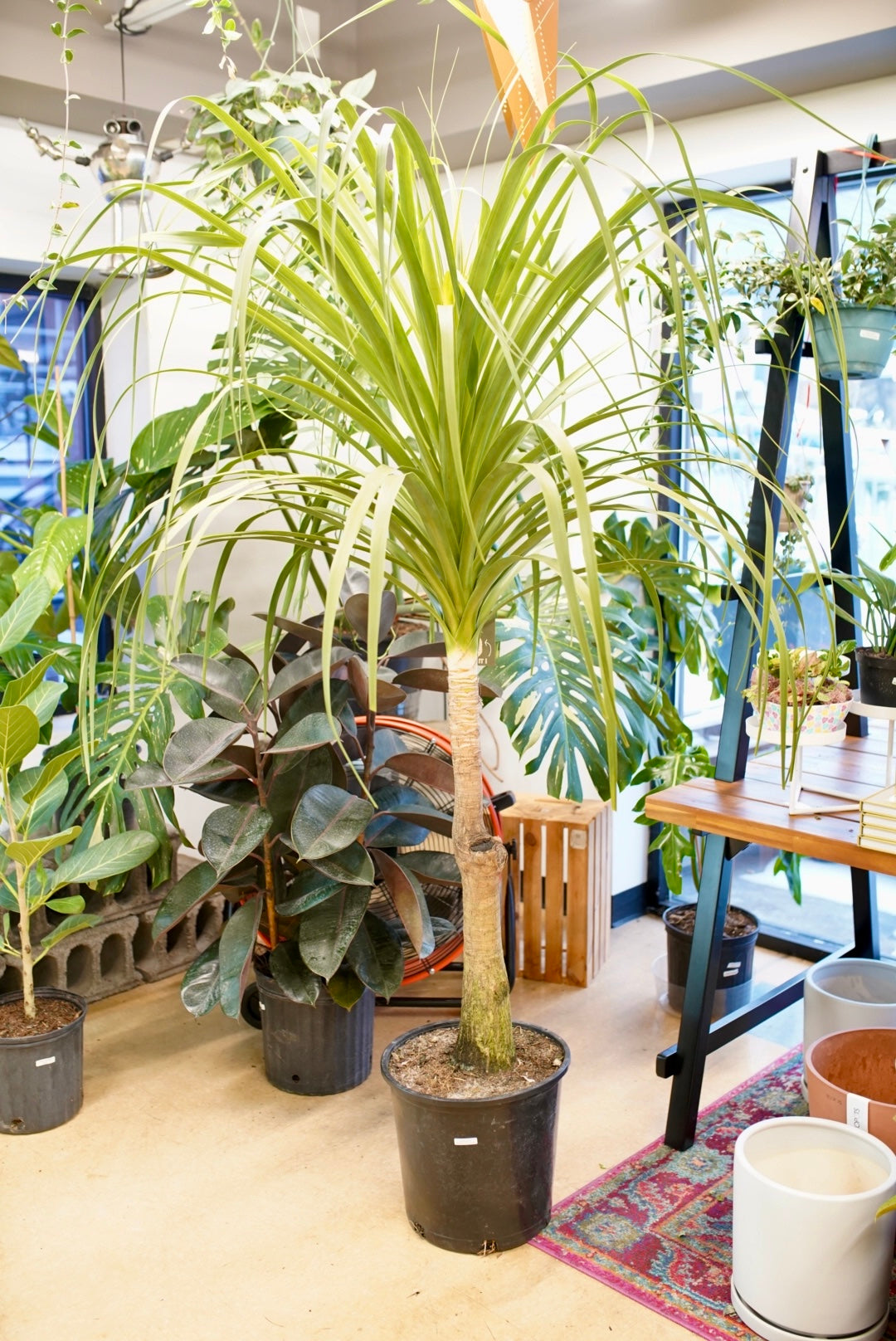 Guatemalan Ponytail Palm