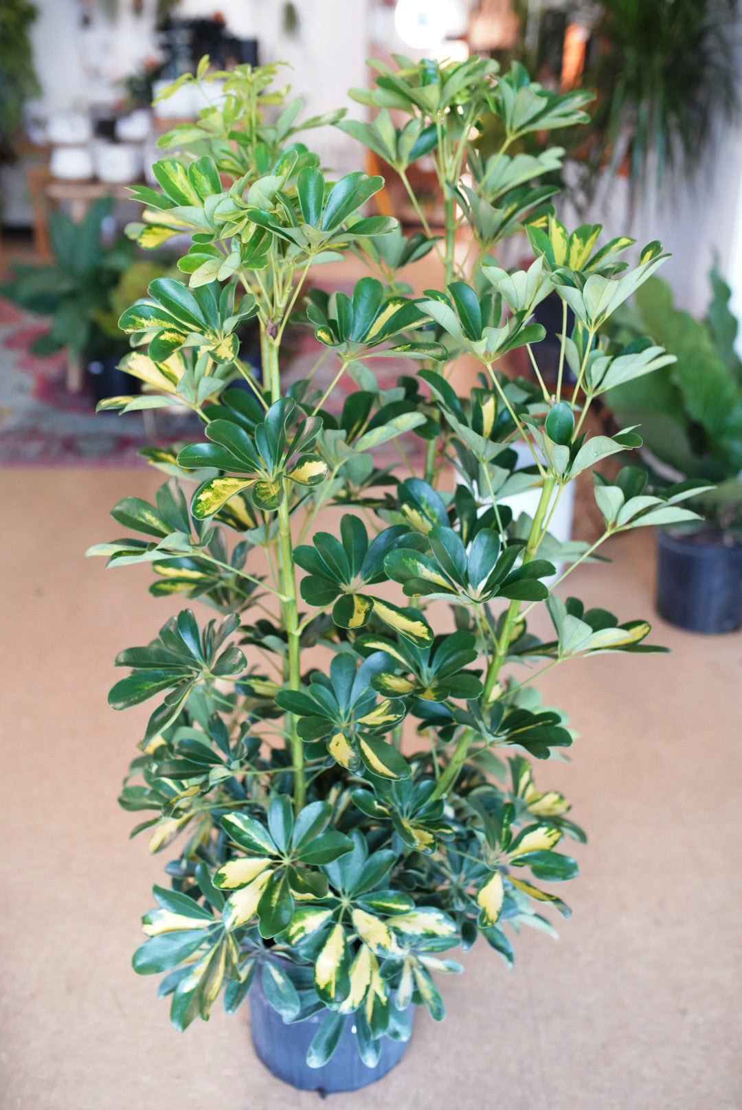Schefflera arboricola 'Gold Capella Bush'