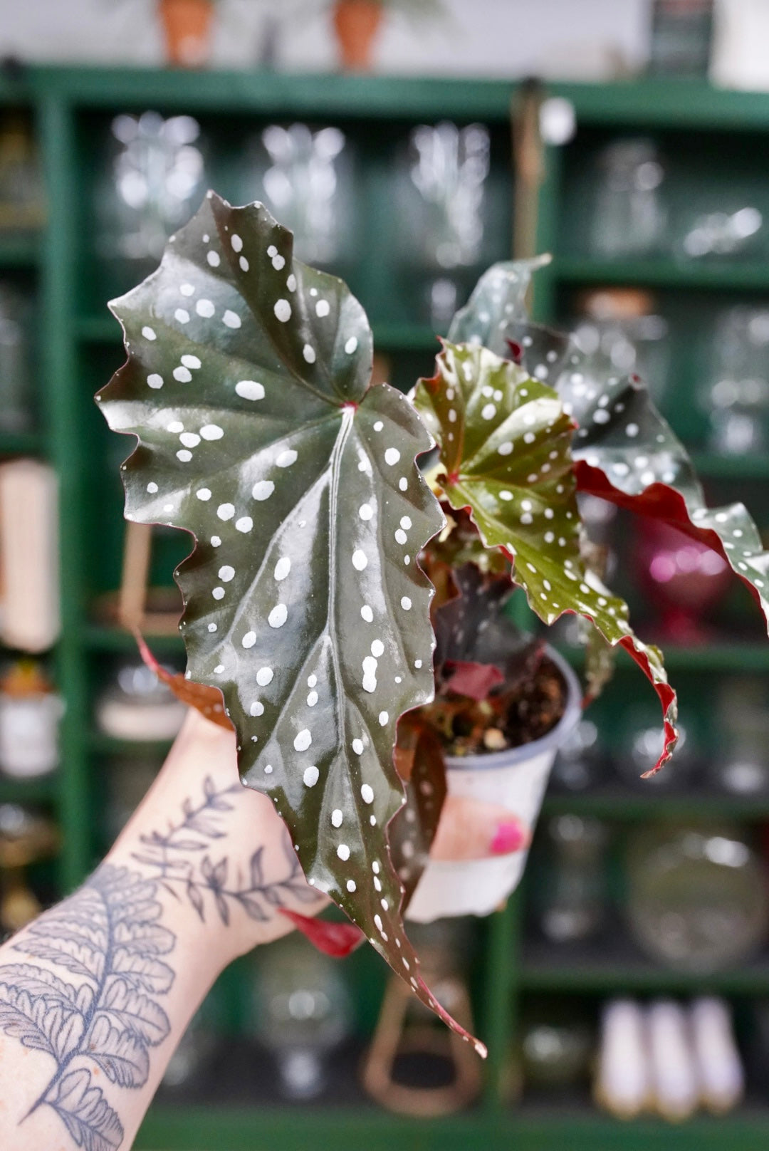 Begonia Black Forest