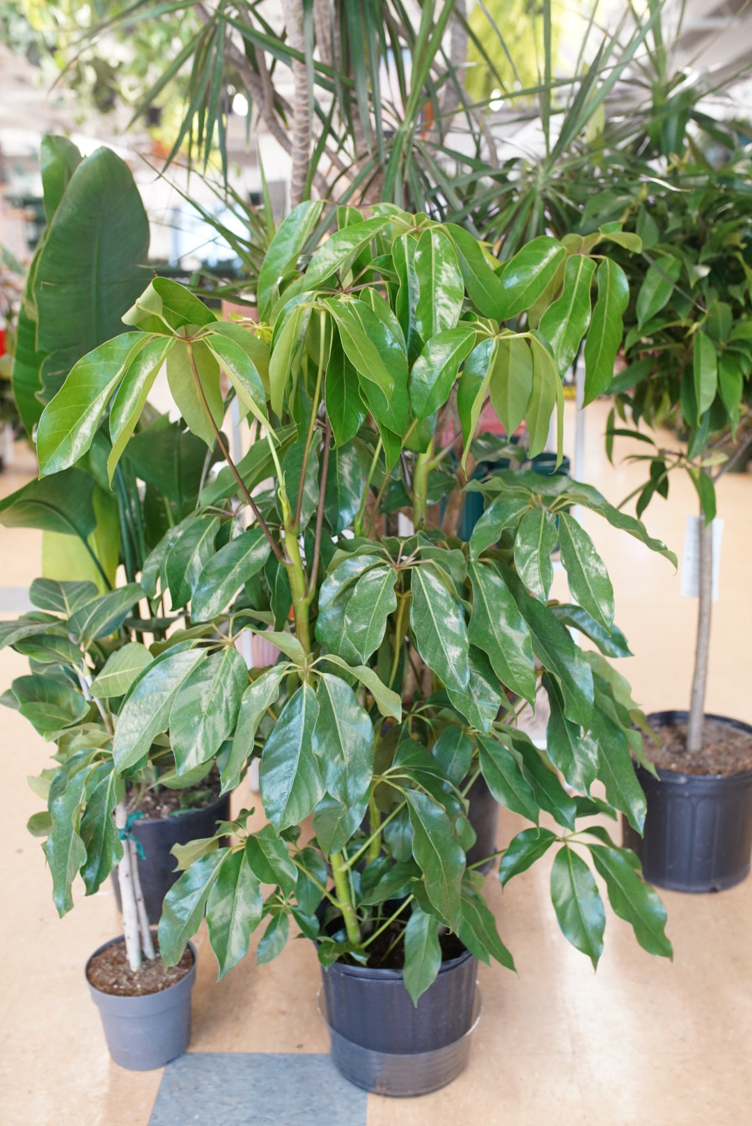 Schefflera (Umbrella Plant)