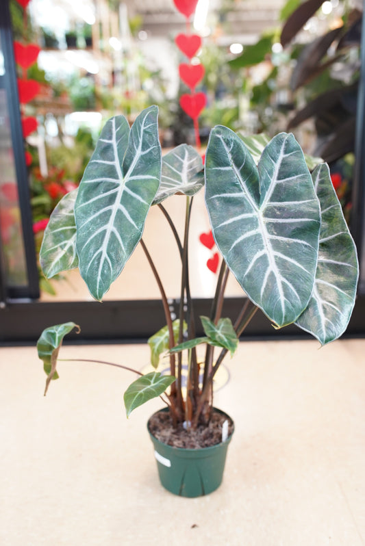 Alocasia Ebony