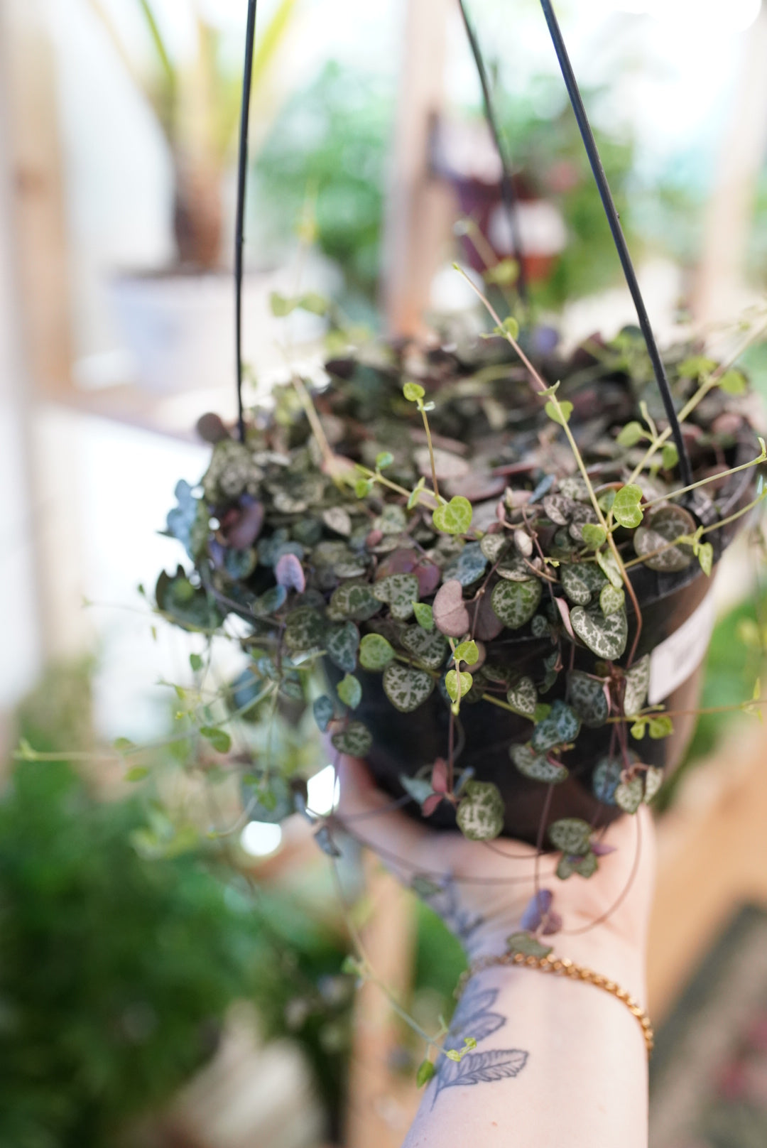 String of Hearts (Ceropegia woodii)