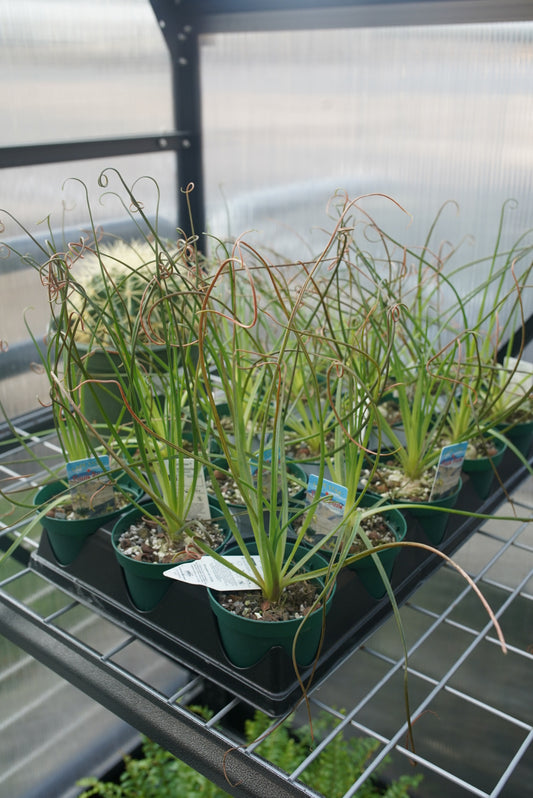 Albuca ‘Frizzle Sizzle’ (Albuca spiralis)