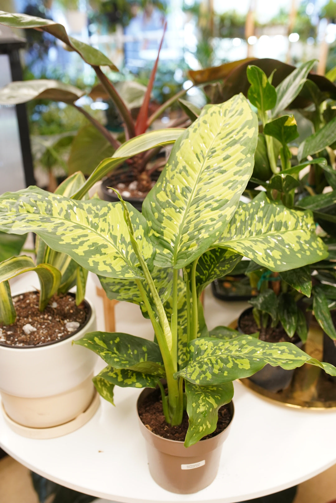 Dieffenbachia Cheetah