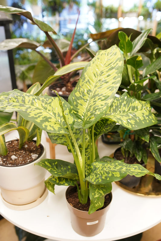 Dieffenbachia Cheetah