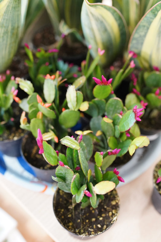 Spring/Easter Cactus