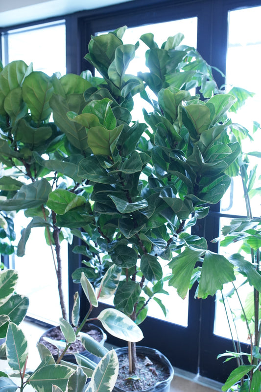 Ficus Lyrata 'Little Fiddle'