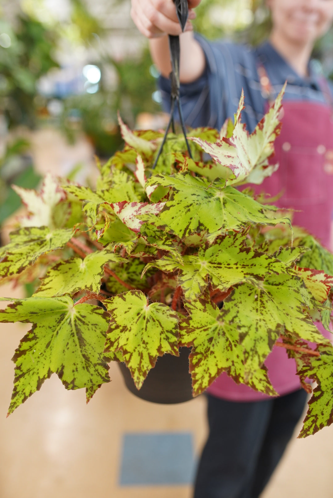 Begonia rex 'Geometry'