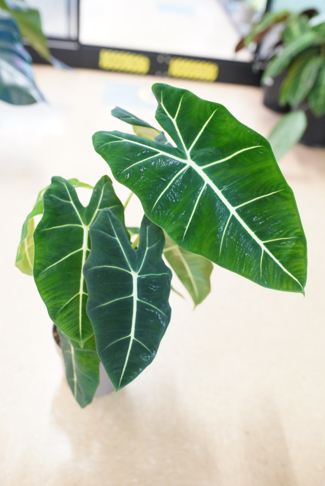 Alocasia Micholitziana ‘Frydek’