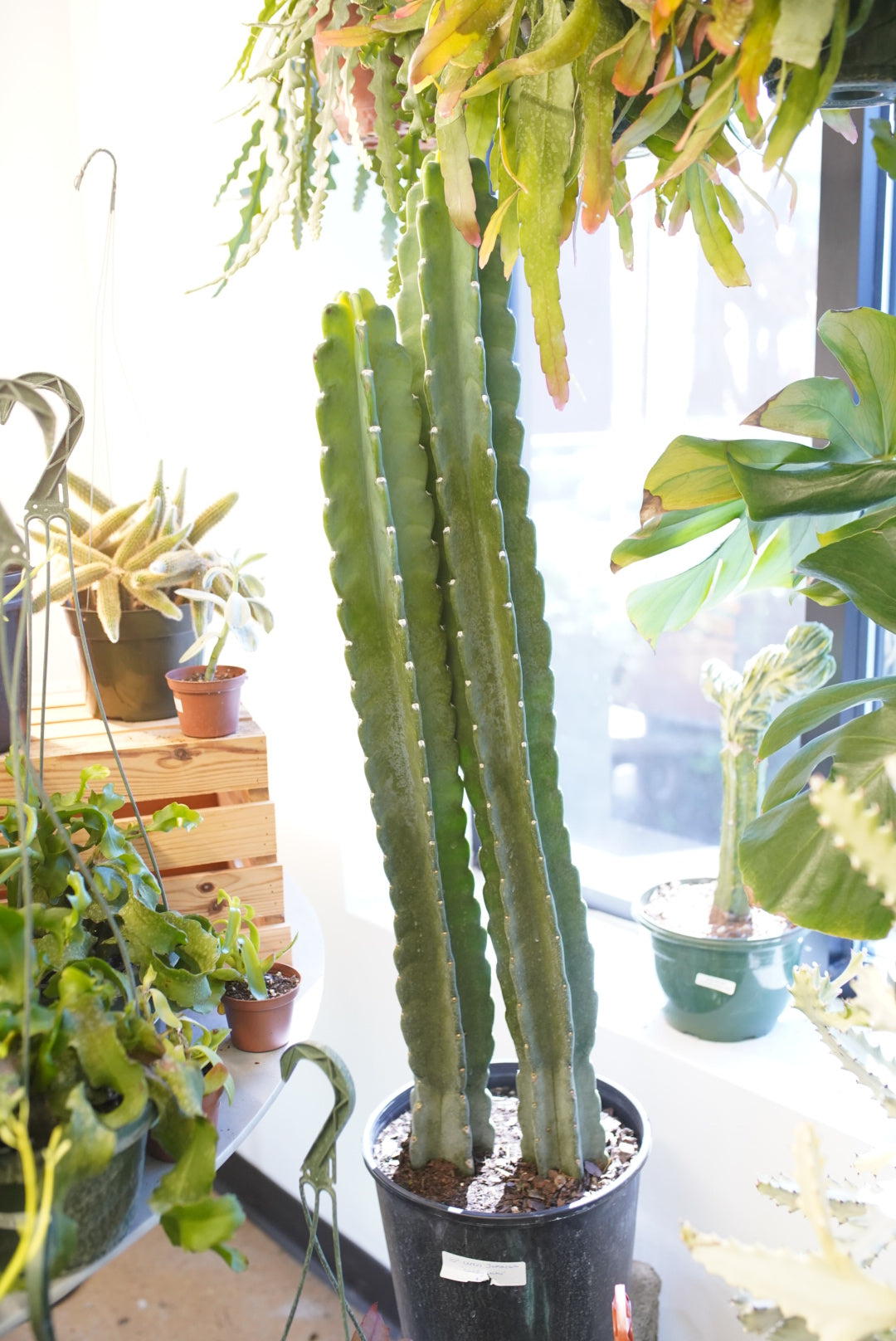 Cereus jamacaru 'cuddly cactus'