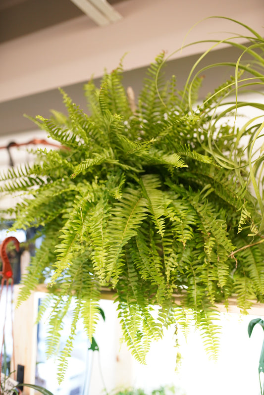 Dallas Fern