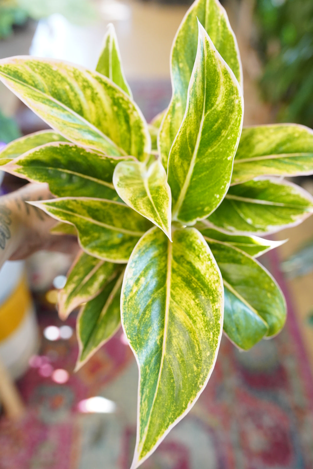 Aglaonema 'Lipstick Pink'