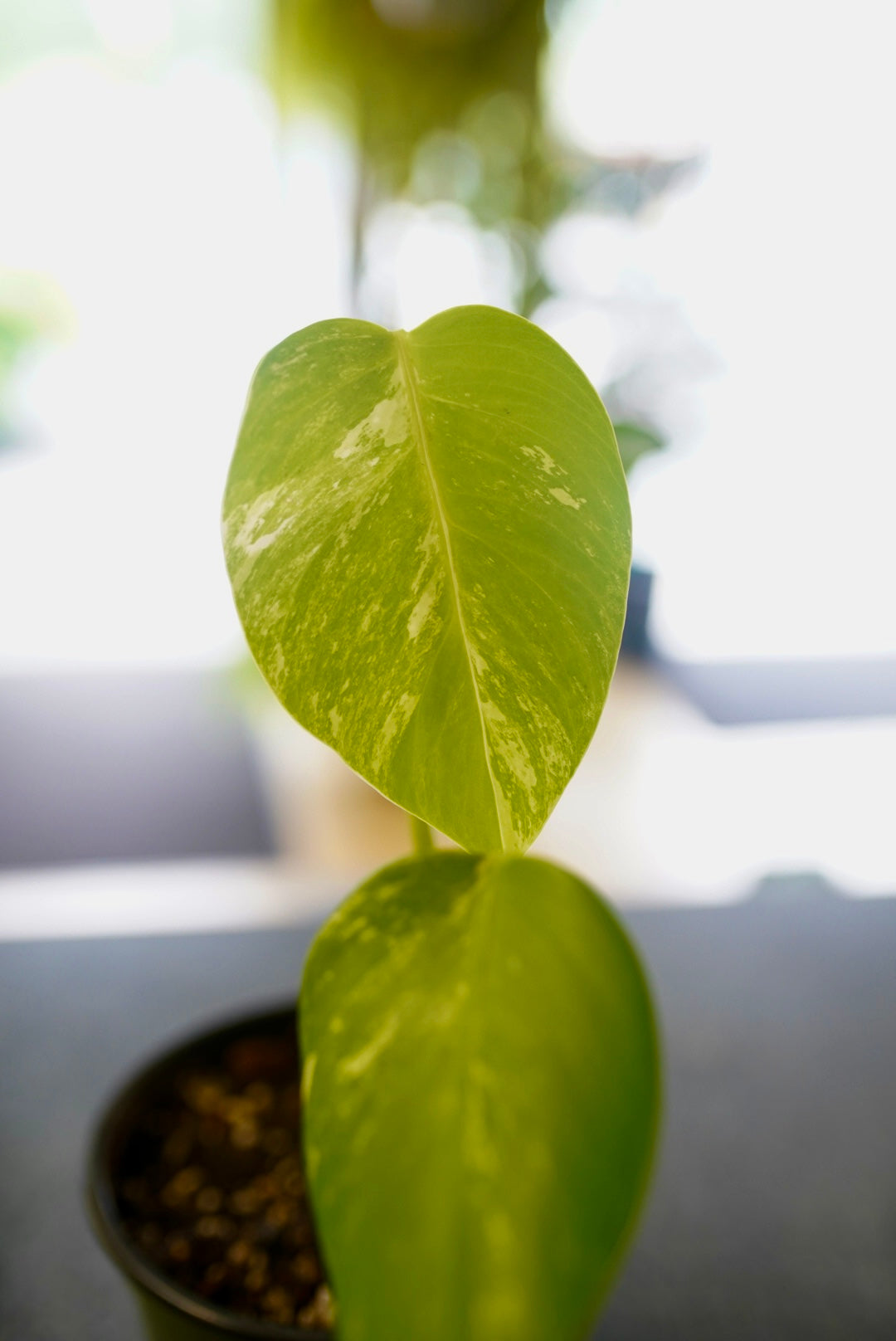 Monstera Albo