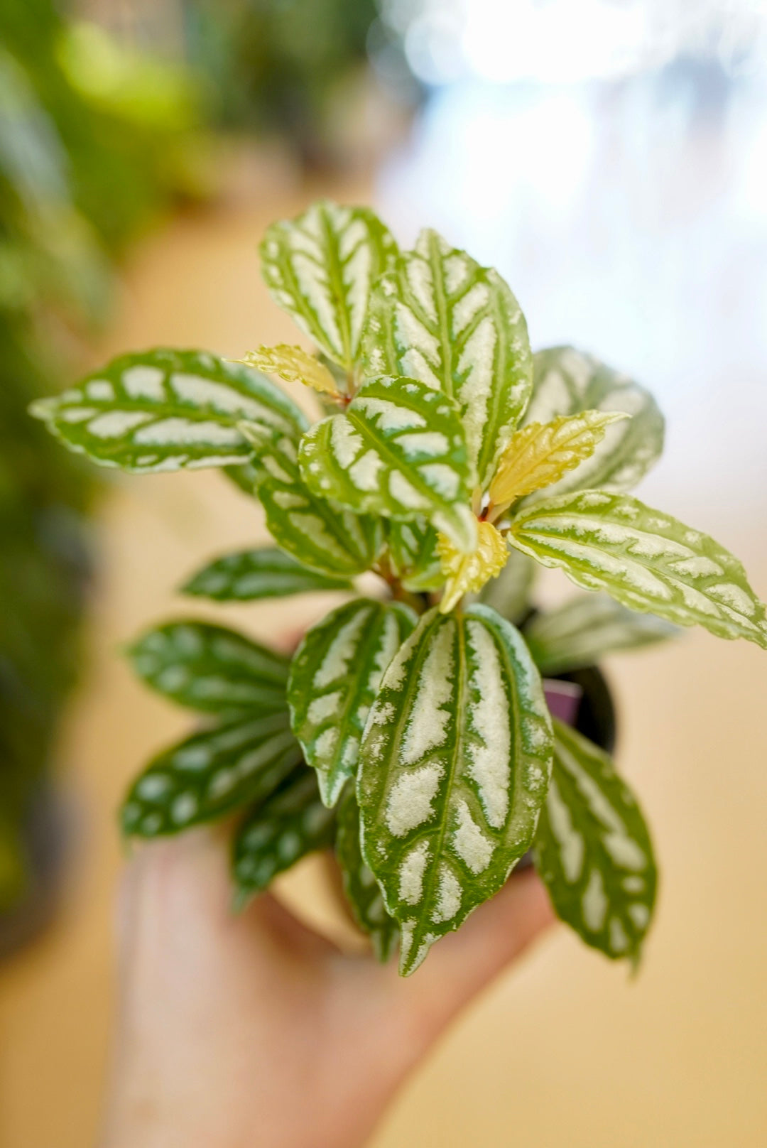 Pilea Aluminum