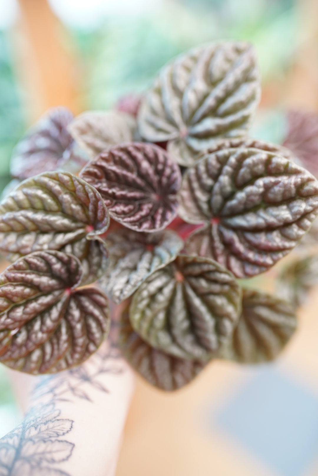 Peperomia caperata 'Red Ripple'