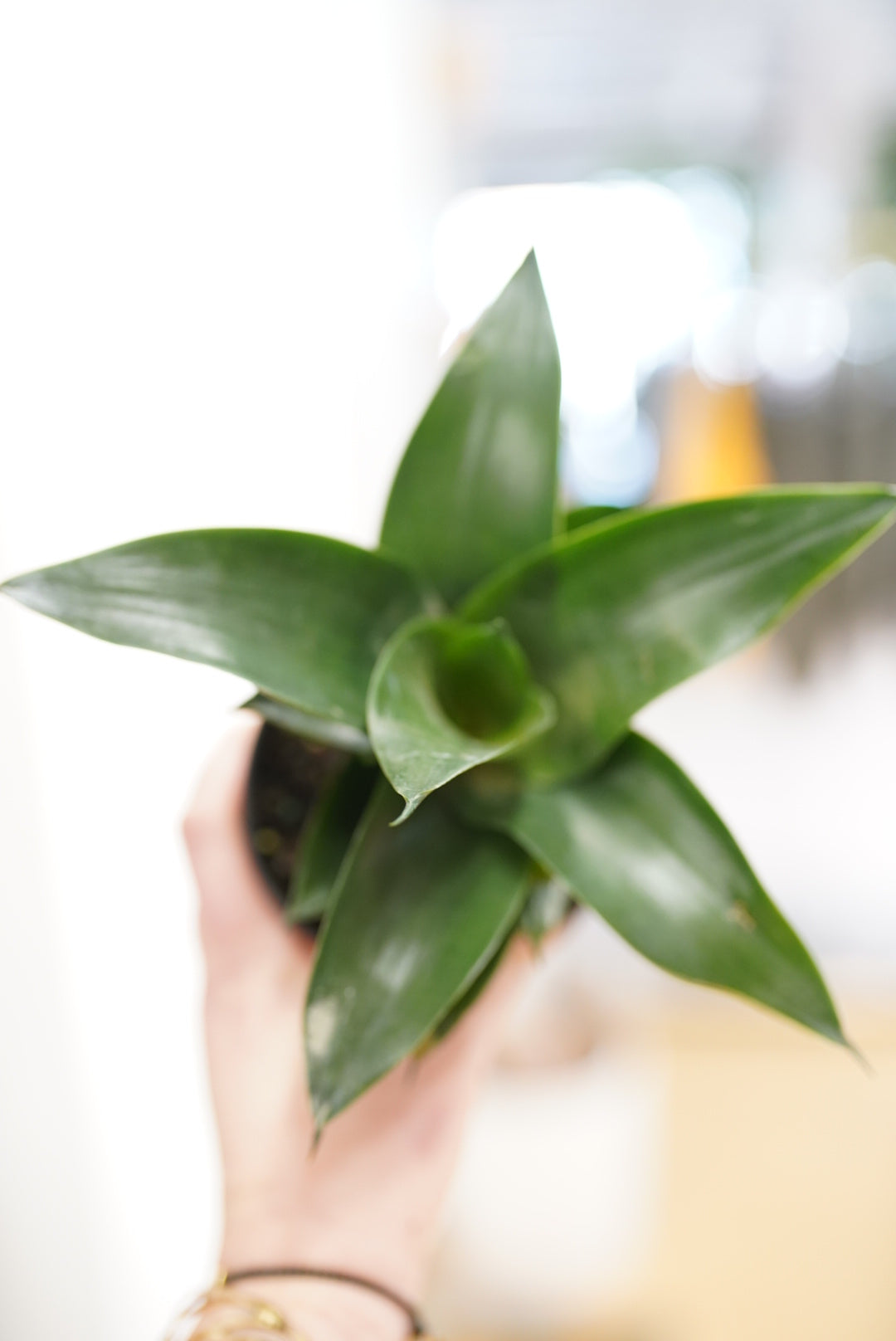 Sansevieria Jade Star