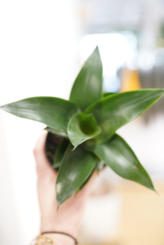 Sansevieria Jade Star