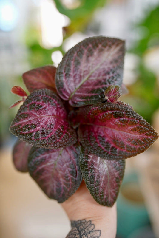 Episcia