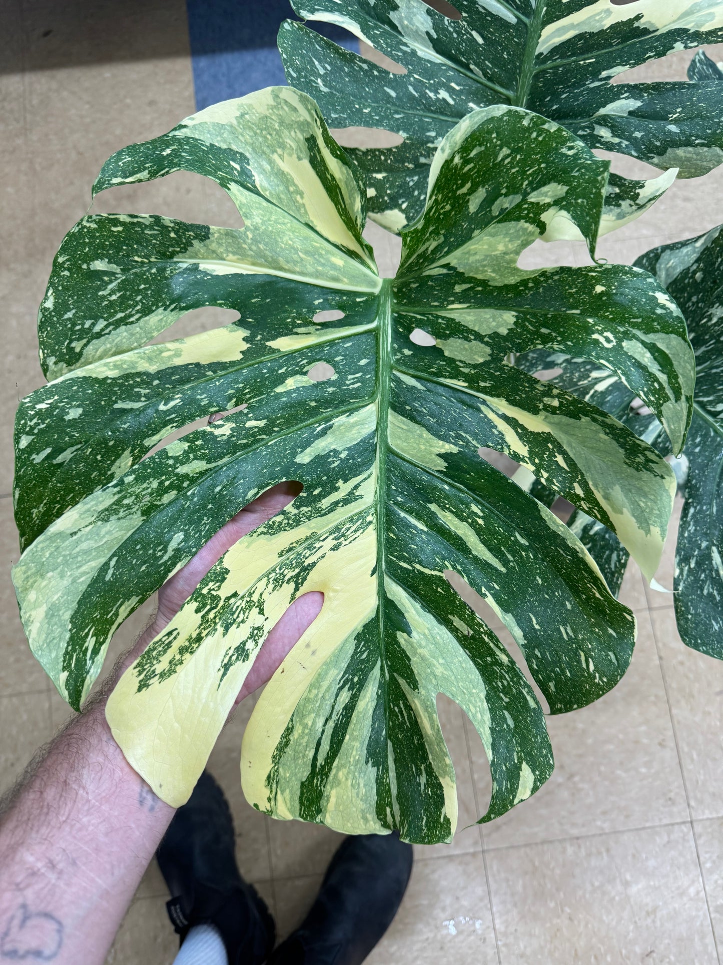 Monstera Thai Constellation Legacy