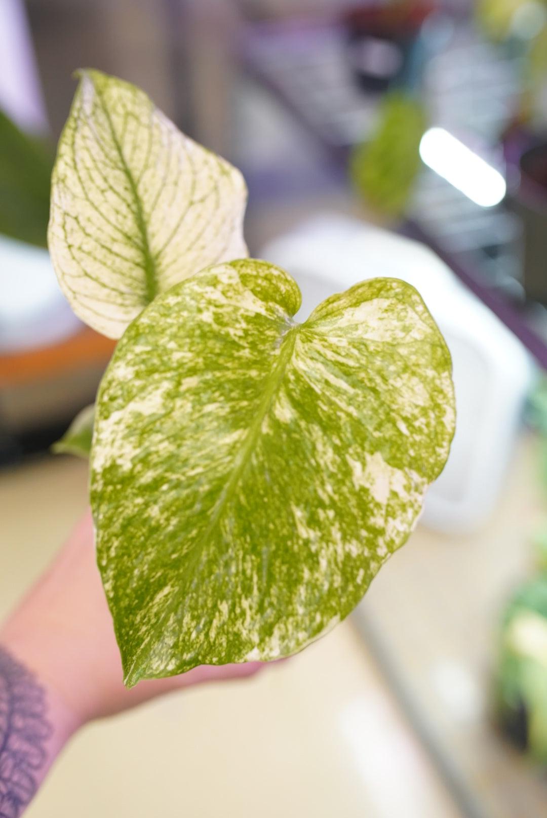 Monstera Mint