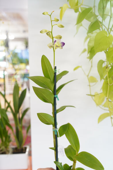 Dendrobium phalaenopsis