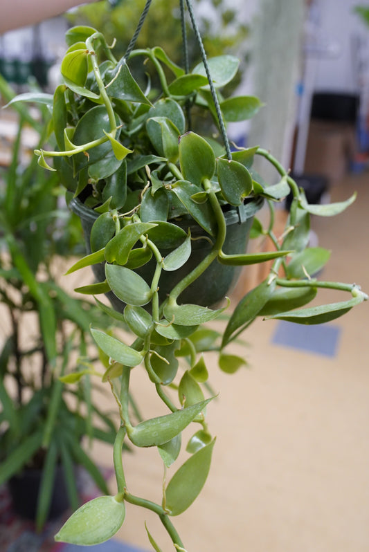 Vanilla Bean Orchid