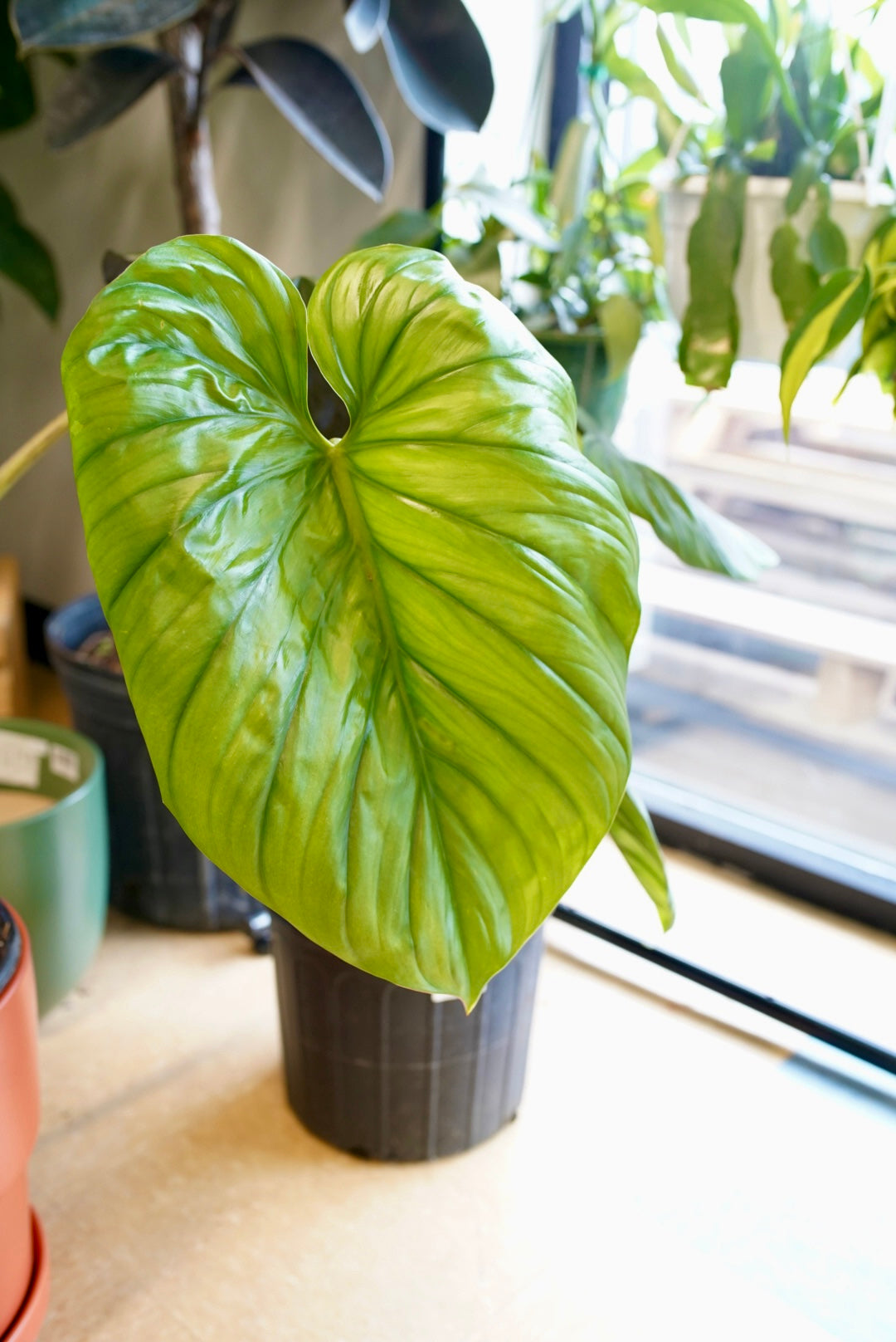 Philodendron Columbia