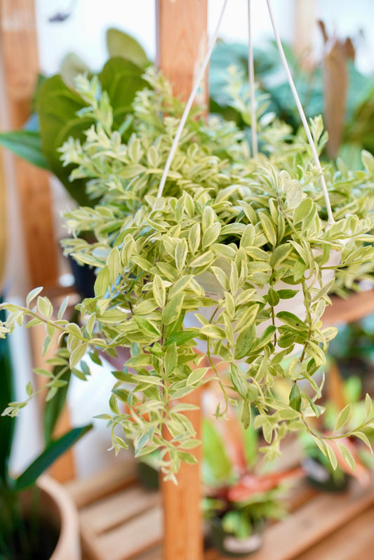 Aeschynanthus Bolero Bicolor 'Variegated Lipstick'