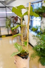 Hoya erthrina (trellis)